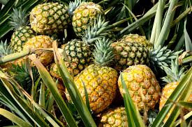 Got in my mercury and drove out west pedal to the metal and my luck to the test baby, sweet baby. Here S Why Pineapples Always Hurts Your Tongue