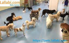 Buy and sell second hand pet food & accessories in kerala. 21 Pets Ideas Pets Dogs Birds For Sale