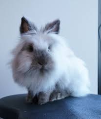 Check spelling or type a new query. Lionhead Rabbit Wikipedia