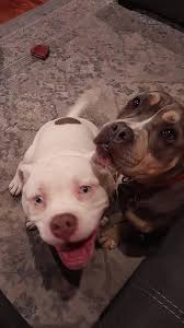 my 6 month old pup reacted my 4 year old didn't #dogreaction #dogsoftiktok  #microbully #microbulliez