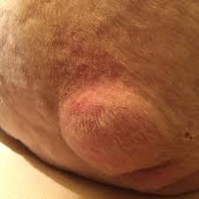 Hund Hat Beule Am Po Was Ist Das