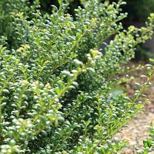 Jul 09, 2021 · japanese holly (ilex crenata) is an evergreen shrub with a dense branching pattern. Buy Japanese Holly Convexa Ilex Crenata Convexa 8 99 Delivery By Crocus