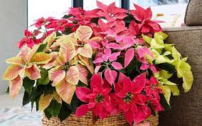 5 Uncommon Poinsettia Varieties That Have Stolen Our Hearts Poinsettia Plant Poinsettia Indoor Flowers