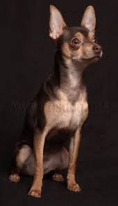 Russischer Toy Russkiy Toymini Hundkleine Hunde Bild Foto In 2020 Chihuahua Love Dog Cat Chihuahua