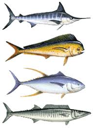 Fish Species