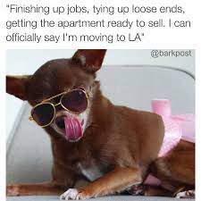 Here S What Happened When We Matched Dog Pictures With Random Facebook Statuses Funny Animal Pictures Funny Animals Cute Funny Animals