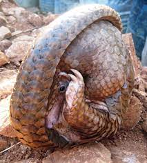 Philippine Pangolin M Culionensis It S Called Balikon In Coron Palawan
