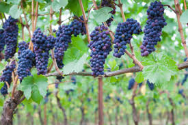 62 calories in 1 serving. Grapes Health Benefits Nutrition Facts Live Science