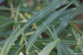 Image result for Gomphocarpus glaucophyllus