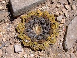 Zillow has 1 homes for sale in cactus tx. Ariocarpus Fissuratus Living Rock Cactus