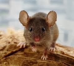 Oh His Poor Tattered Ears I Just Want To Take Him Home Animales Adorables Ratones Animales Bebes