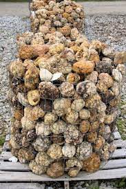 In Indiana Every Third House Has A Bucket Of Geodes In The Back Yard The Lumpy Ones That Look Like Cauliflower Geode Rocks Rocks And Minerals Rock Tumbling