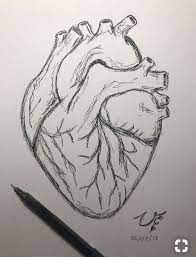 Pin By Rubinakangra On Rubina Kangra Human Heart Drawing Pencil Art Drawings Heart Drawing
