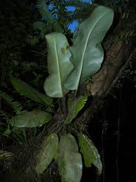 Image result for Elaphoglossum tanganjicense