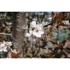 'crimson pointe'™ is a selection of newport plum, chosen for its very columnar form. Jc Raulston Arboretum Photographs Of Crimson Pointe Fastigiate Purple Leaf Plum