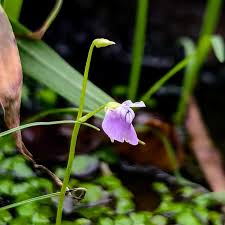 Image result for Utricularia arenaria