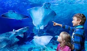 Geht So Kindergeburtstag Sollte Man Dort Nicht Feiern Aquadom Sea Life Berlin Berlin Reisebewertungen Tripadvisor