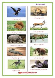 الحيوانات البرية العاشبة و اللاحمة موقع مدرستي