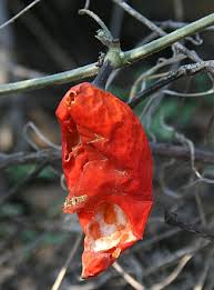 Image result for Trochomeria macrocarpa