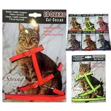 kediler icin tasma kedi hayvanlari blog