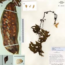 Image result for Coccinia barteri