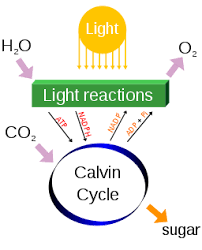 From this equation, it would not be difficult to find out the conclusion that carbon dioxide when taken up makes glucose and photosynthesis. Photosynthesis Definition Equation Process Cellular Respiration