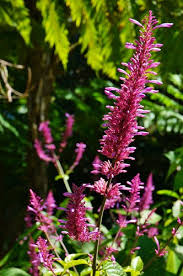 Image result for Odontonema callistachyum