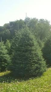 Although this variety will be shorter in cultivation, make sure there's plenty of room in your landscape. Conifers Evergreen Trees Available Nursery Tree Types