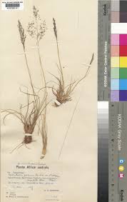 Image result for Sporobolus stapfianus