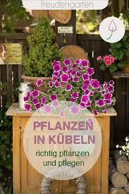 Pflanzkubel Richtig Bepflanzen Und Kubelpflanzen Richtig Pflegen In 2020 Kubelpflanzen Pflanzen Topfpflanzen