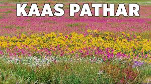 Kaas plateau has an exclusive collection of 70% flowers in entire maharashtra. Kaas Pathar Maharashtra S Valley Of Flowers à¤ à¤¸ à¤ªà¤  à¤° Beauty Of Satara Travel Vlog Youtube