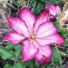 These clematis have the ability to flower from the leaf axels and the ends of the stems ! Clematis Pflanzenkombinationen Matelma