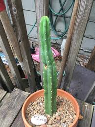 After divorce elena had difficulties with money, she realized she could not ____ a new house. This Is A San Pedro Cut I Got Half A Year Ago And It Has A Grown A Lot But Will It Ever Reach The Same Thickness And How You Can See