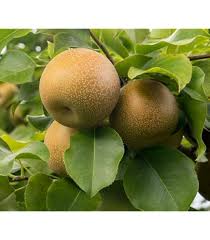 Image result for Pyrus pyrifolia