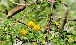 Image result for Acacia fleckii