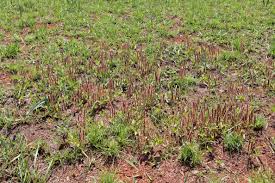 Image result for Acalypha caperonioides