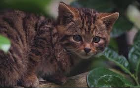 Hercai, inima schimbătoare subtitrat in romana online. Acasa Tv Pisica Salbatica Ep 59