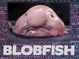 Image result for blobfish