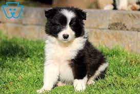 Dasher Border Collie Puppy For Sale Keystone Puppies Collie Puppies For Sale Collie Puppies Border Collie Puppies