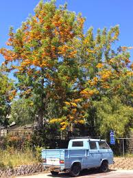 Image result for Grevillea robusta
