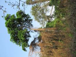 Image result for Albizia glaberrima