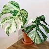 มอนสเตอร่า (monstera) ต้นไม้ใบสวยที่กำลังเป็นกระแสในตอนนี้ วันนี้เราจะพาทุกคนไปทำความรู้จักต้นมอนสเตอร่าให้มากขึ้น พร้อมวิธีปลูกและการดูแล 1