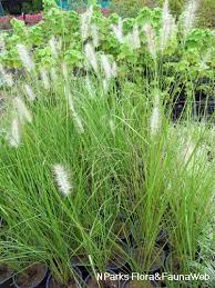 Image result for Nesaea purpurascens