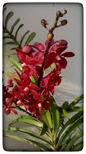 Orkid ada 2 jenis iaitu orkid hutan@liar dan orkid hibrid.penjagaan bagi orkid hutan@liar tidak terlalu susah berbanding orkid hibrid.pokok. Tips Menanam Orkid 1 Susahkah Baja Ezigrow Untuk Semua Facebook