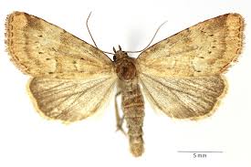 Image result for Photedes minima