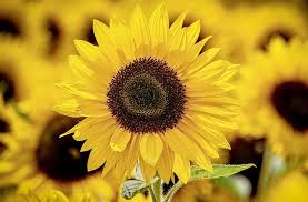Biblical flowers and their meanings. áˆ Biblical Meaning Of A Sunflower 2021