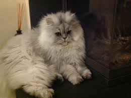 Pin By Sus Madsen On Animaux Cute Cats And Dogs Beautiful Cats Cute Baby Animals