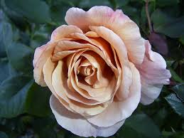 Julia rose your business name: Long Stemmed Rose Hybrid Tea Julia S Rose 175mm Pot Dawsons Garden World
