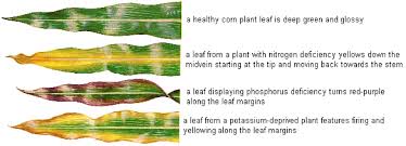 Nutrient Management