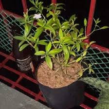 Image result for Tabernaemontana odoratissima